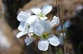 cerastium arvense